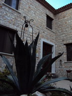 Plants: image 62 0f 100thumb